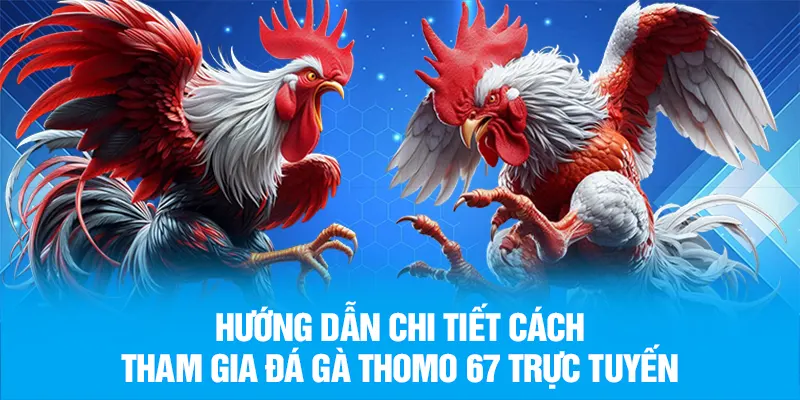 Hướng dẫn chi tiết cách tham gia đá gà Thomo 67 trực tuyến